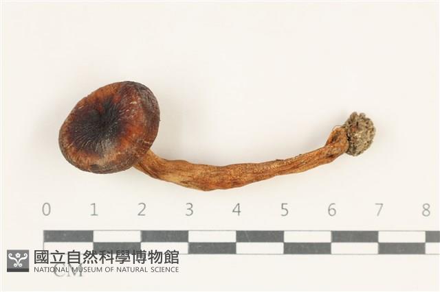 登錄號:F0038206藏品圖，第1張