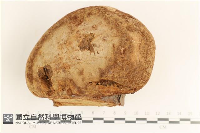 金邊纖孔菌藏品圖，第1張