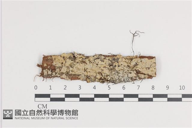 登錄號:F0036206藏品圖，第1張