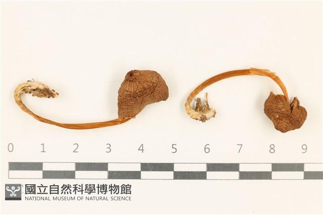 登錄號:F0037206藏品圖，第1張