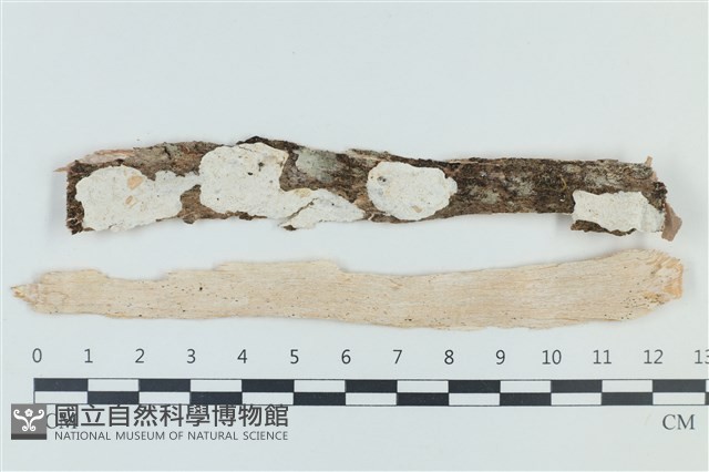 登錄號:F0039206藏品圖，第1張