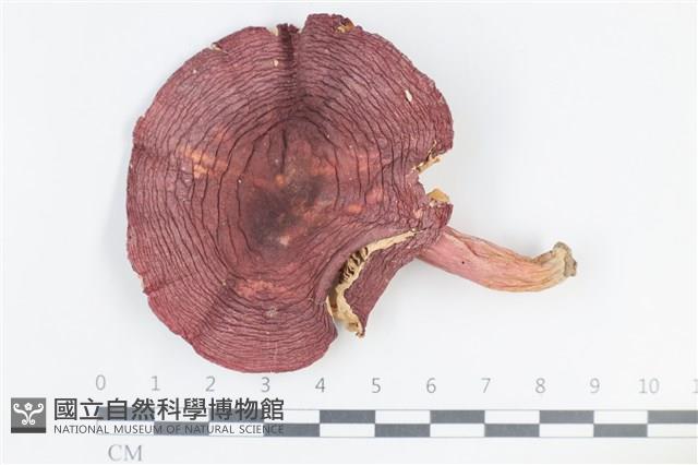 登錄號:F0038806藏品圖，第1張