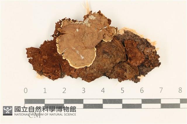 登錄號:F0017806藏品圖，第1張