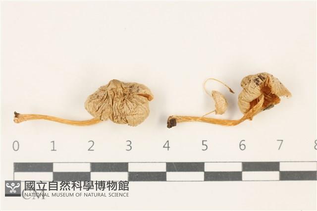 利氏小菇藏品圖，第1張