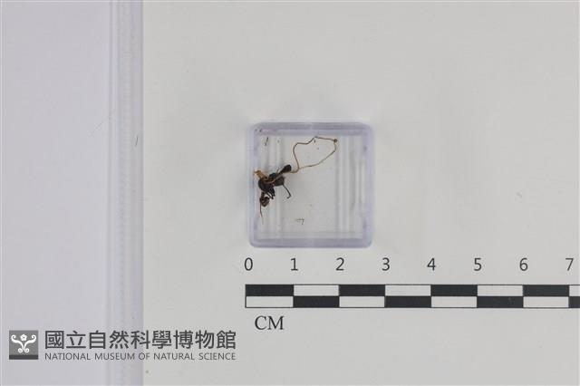 登錄號:F0035806藏品圖，第1張