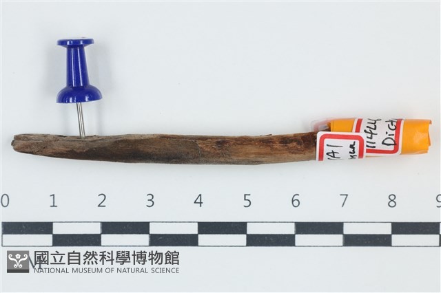 登錄號:F0038906藏品圖，第1張