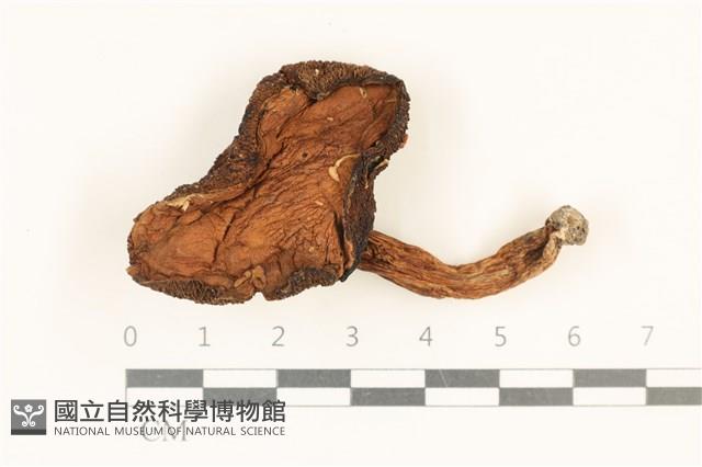 登錄號:F0036906藏品圖，第1張
