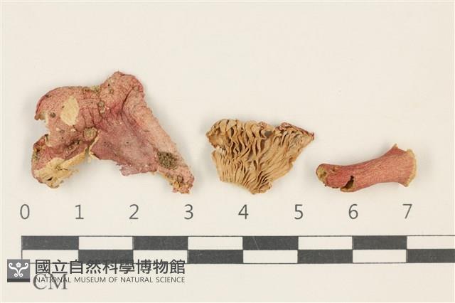 紅菇屬藏品圖，第1張