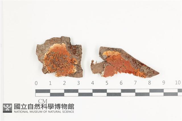 骨皮菌屬藏品圖，第1張