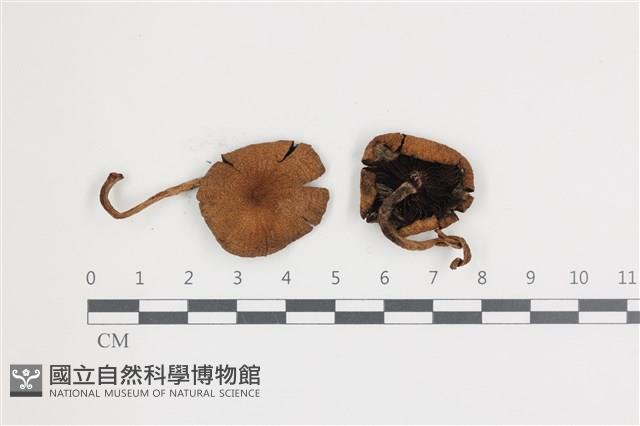 登錄號:F0036606藏品圖，第1張