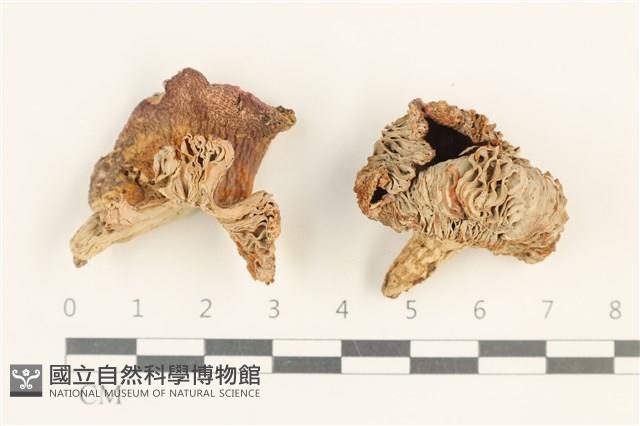 登錄號:F0037606藏品圖，第1張