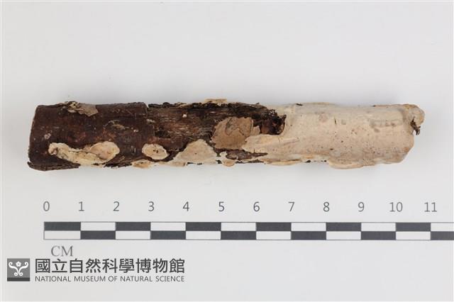 登錄號:F0035606藏品圖，第1張