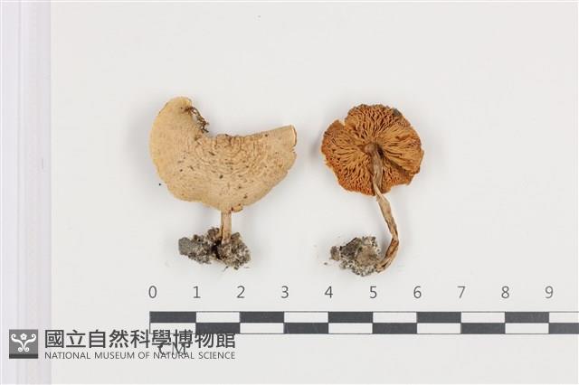 登錄號:F0036406藏品圖，第1張