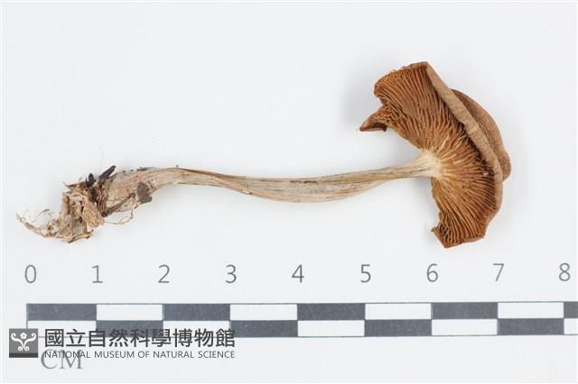 登錄號:F0038706藏品圖，第1張