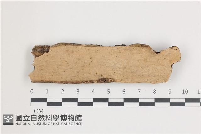 登錄號:F0036706藏品圖，第1張
