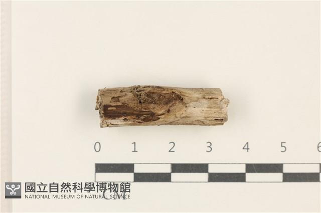 登錄號:F0037706藏品圖，第1張