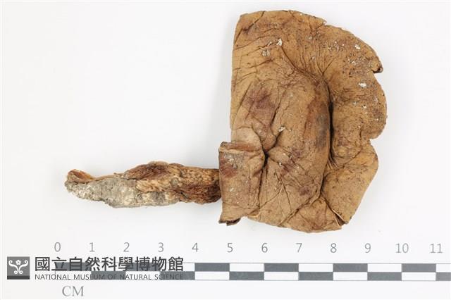 登錄號:F0036506藏品圖，第1張