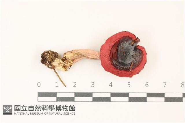 登錄號:F0037506藏品圖，第1張
