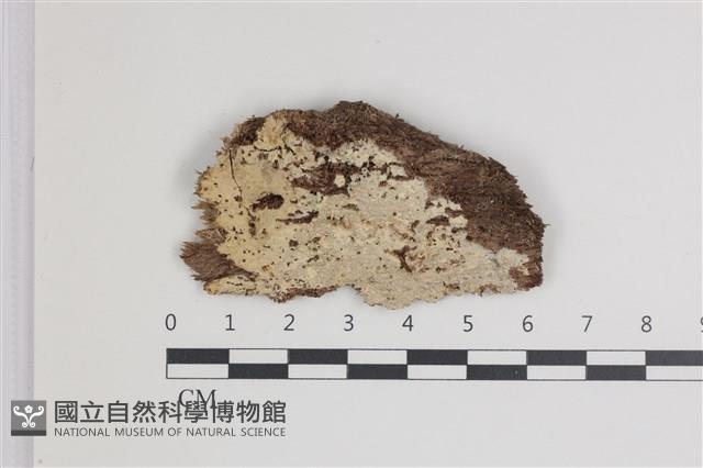 登錄號:F0035506藏品圖，第1張