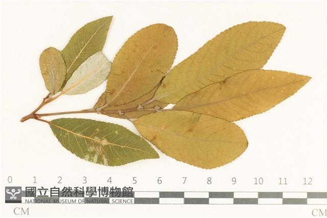 登錄號:F0038106藏品圖，第1張