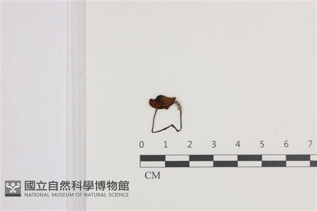 登錄號:F0036106藏品圖，第1張