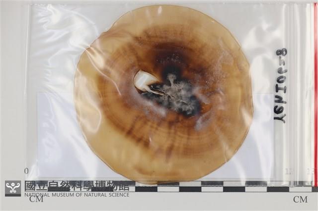 登錄號:F0035106藏品圖，第1張