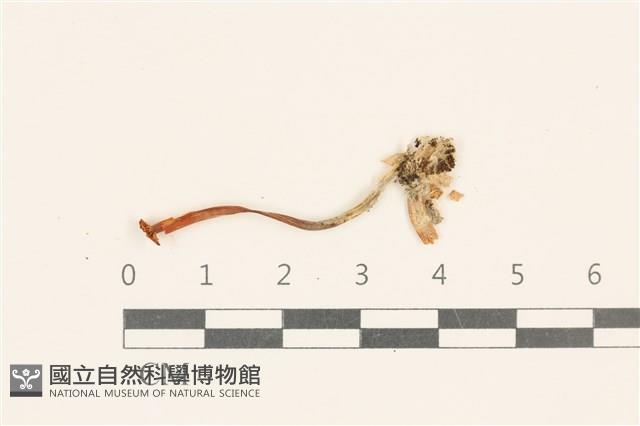 小皮傘屬藏品圖，第1張