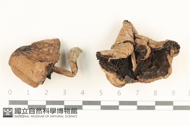 登錄號:F0038006藏品圖，第1張