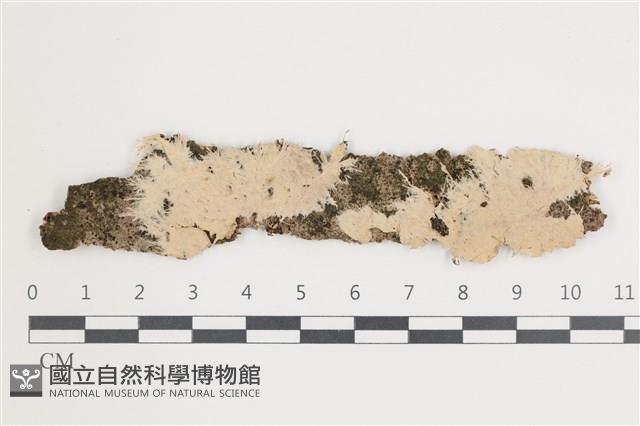 登錄號:F0036006藏品圖，第1張