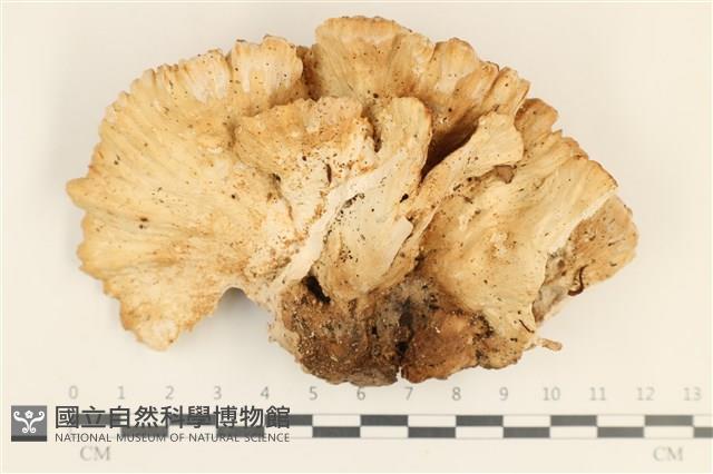 登錄號:F0037006藏品圖，第1張