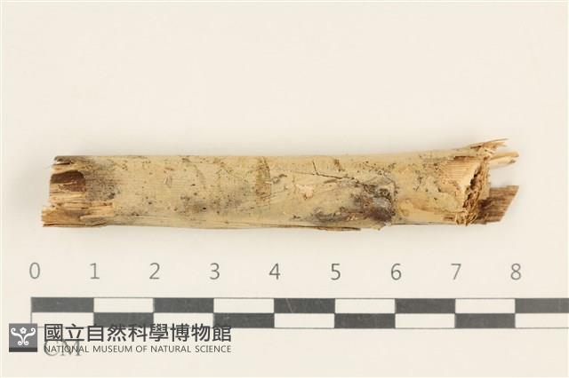 登錄號:F0019006藏品圖，第1張