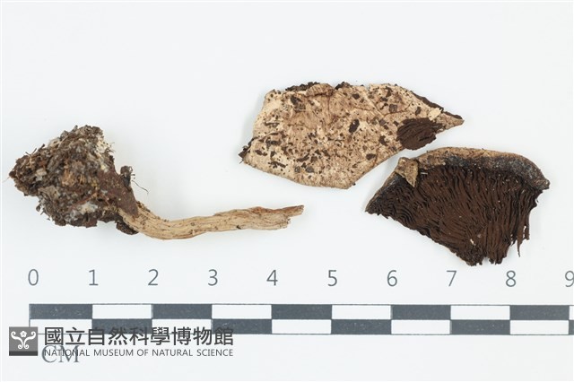 傘菌屬藏品圖，第1張