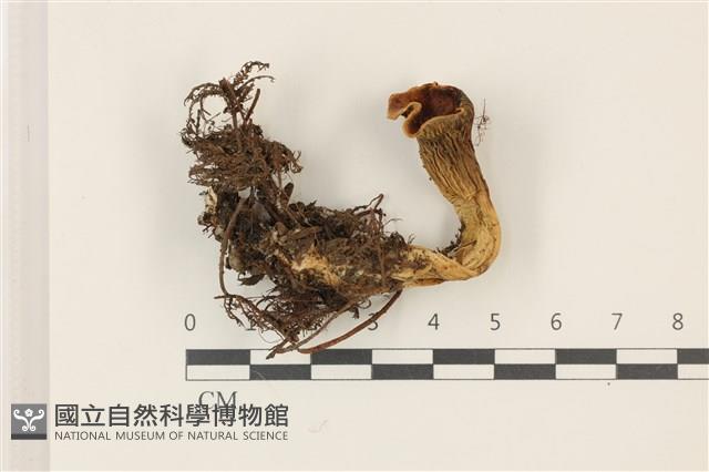 登錄號:F0037306藏品圖，第1張