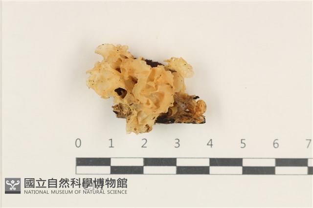 登錄號:F0038216藏品圖，第1張
