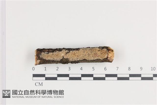 射脈菌屬藏品圖，第1張