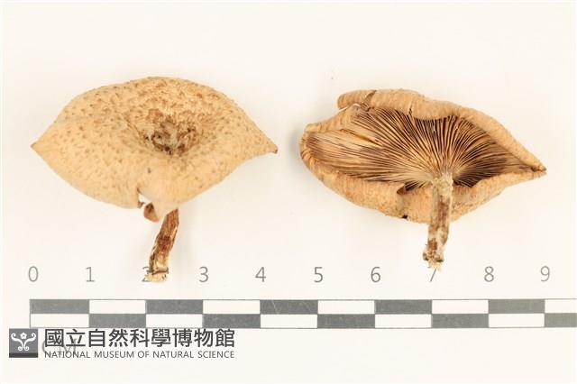 登錄號:F0037216藏品圖，第1張