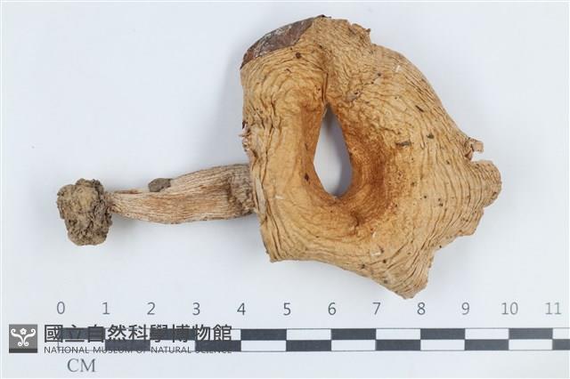 登錄號:F0038816藏品圖，第1張