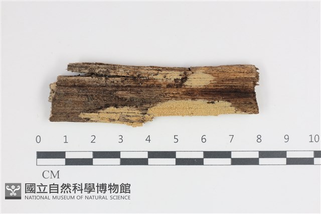 登錄號:F0035816藏品圖，第1張