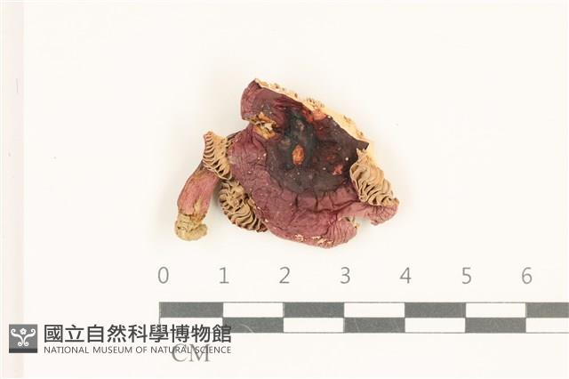 登錄號:F0036916藏品圖，第1張