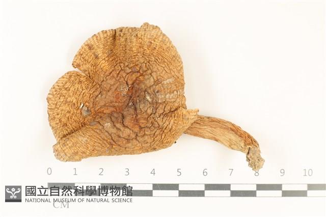 紅菇屬藏品圖，第1張