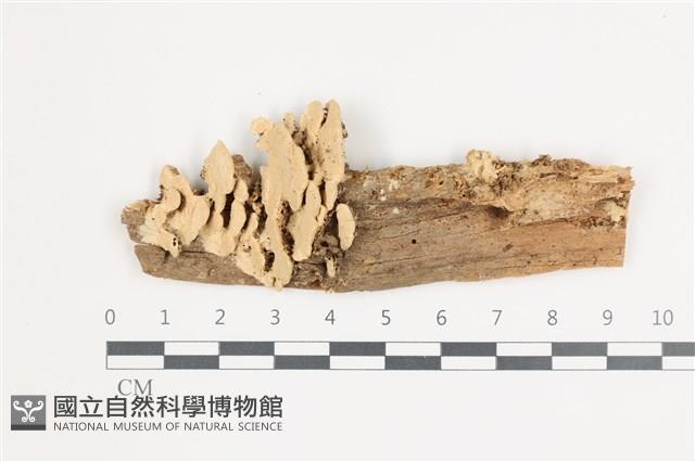 栓菌屬藏品圖，第1張