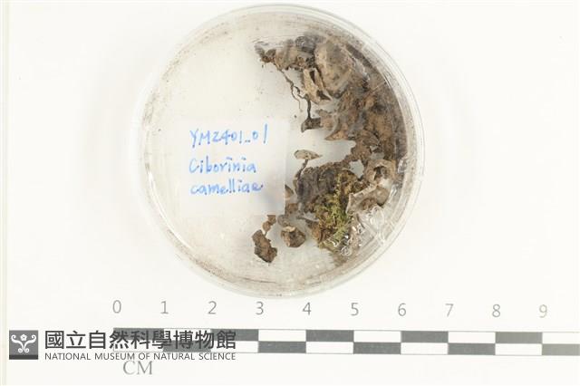 登錄號:F0038616藏品圖，第1張