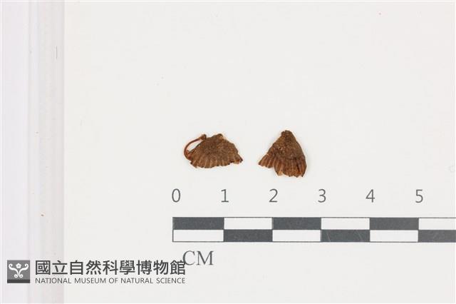 小菇屬藏品圖，第1張