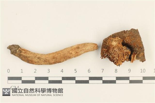 登錄號:F0037616藏品圖，第1張
