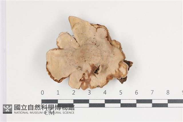 蠔韌革菌藏品圖，第1張
