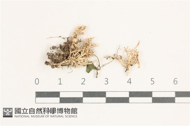 登錄號:F0038416藏品圖，第1張