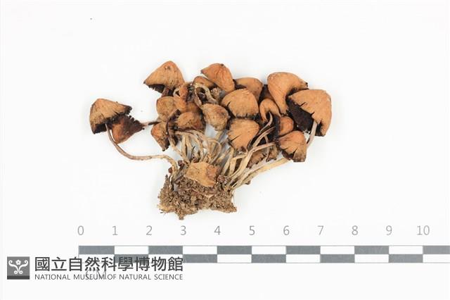 Accession Number:F0036416 Collection Image, Figure 1, Total 2 Figures