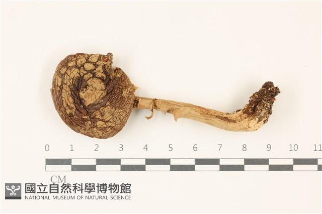 登錄號:F0037416藏品圖，第1張