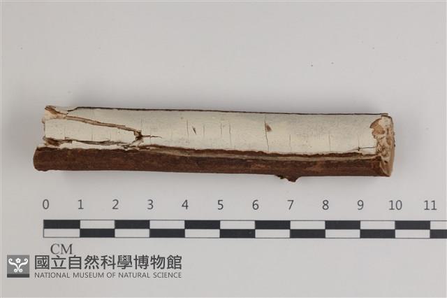 射脈菌屬藏品圖，第1張