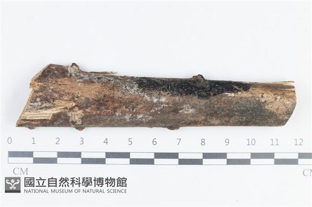 登錄號:F0038716藏品圖，第1張